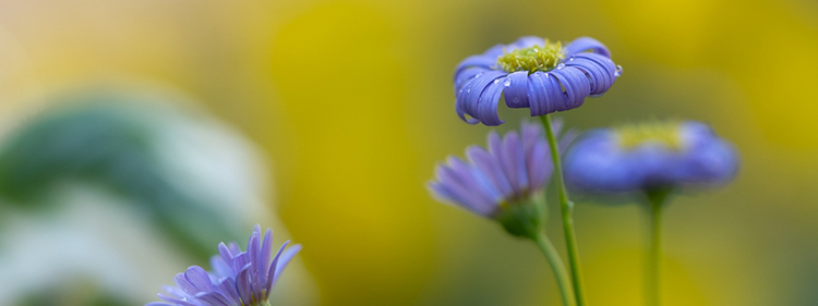 Daisy Flower