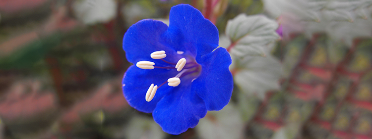Desert Bluebell