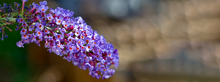 Empire Blue Butterfly Bush Flower