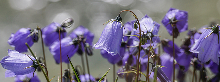 Fairy Thimble Flowers
