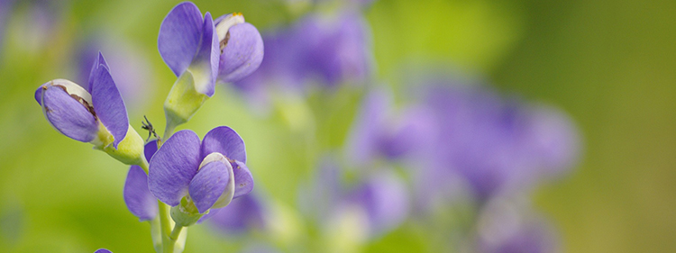 Blue False Indigo
