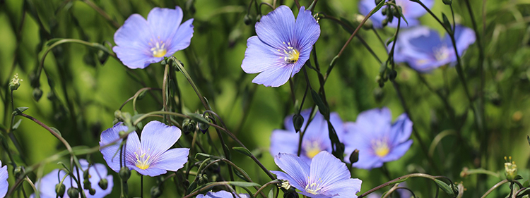 Flax flower