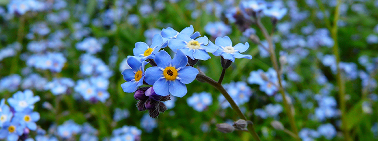 Forget-Me-Not Flowers