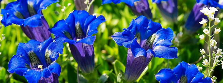 Gentian Flower