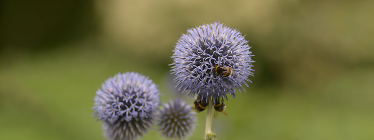 Globe Thistle Flower