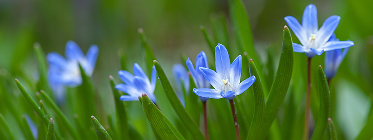 Glory-of-the-snow Flower