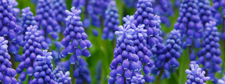 Grape Hyacinth