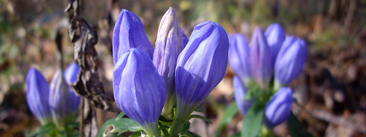 Harvestbell Flowers