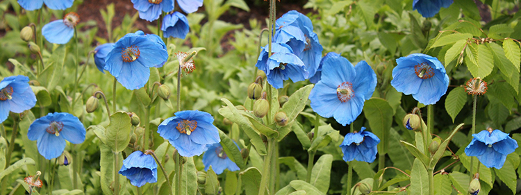 Himalayan Blue Poppy Flowers