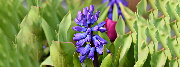 Hyacinth
