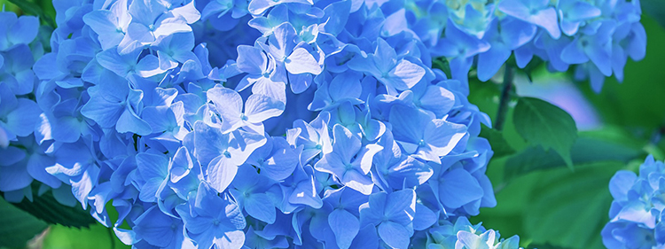Blue Hydrangea Flowers