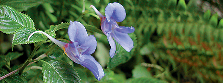 Impatiens Flower Blue