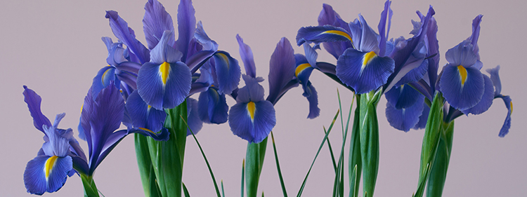 Iris Flower
