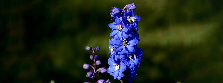Larkspur Flower