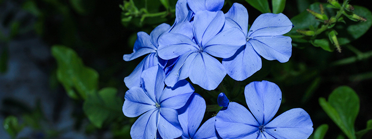 Lead Plant Flower