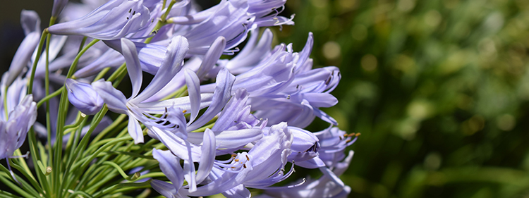 Lily of the Nile Flower