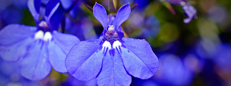 Lobelia Flower