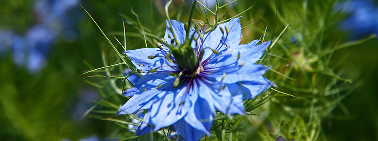 Love-in-a-mist Flower