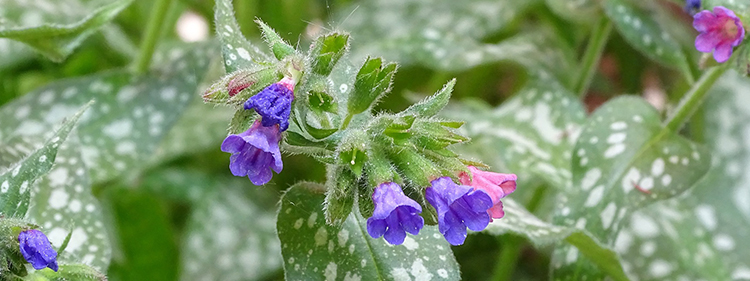 Lungwort Flowers
