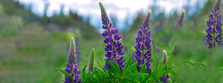 Lupine Flower