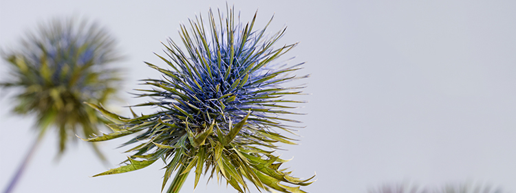 Mediterranean Sea Holly