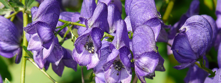 Monkshood Flowers