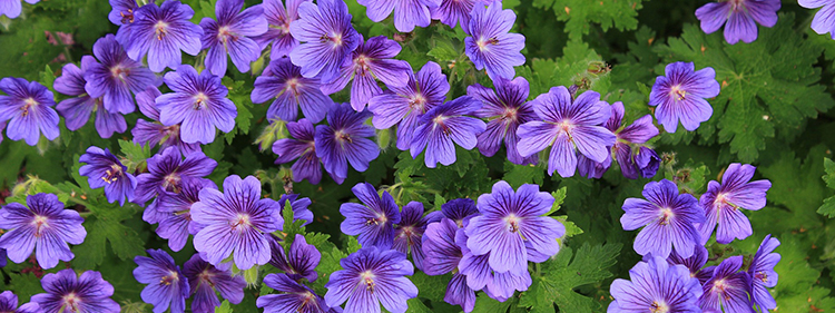 Geraniums