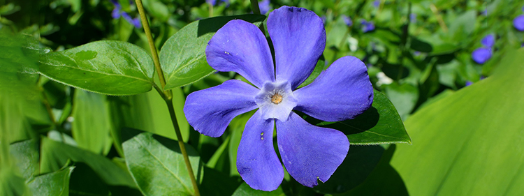 Periwinkle Flower