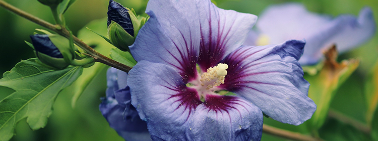 Rose of Sharon