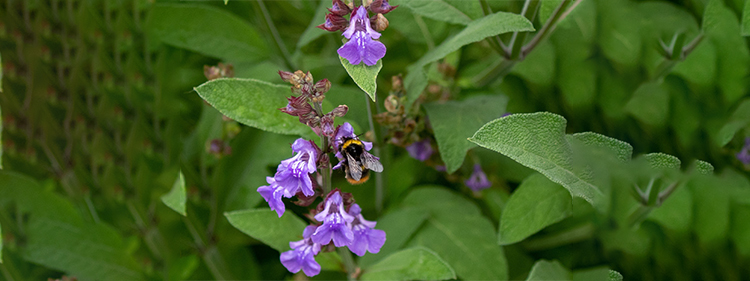 Sage Flower