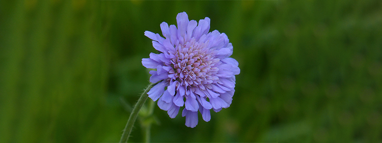 Scabiosa Flower