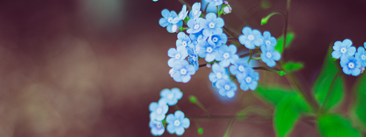 Siberian Bugloss Flowers