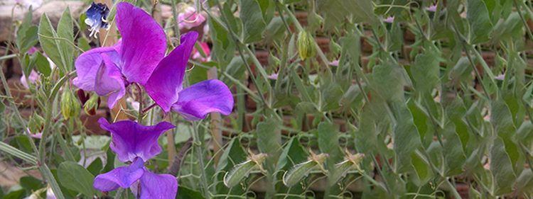 Sweet Pea Flower