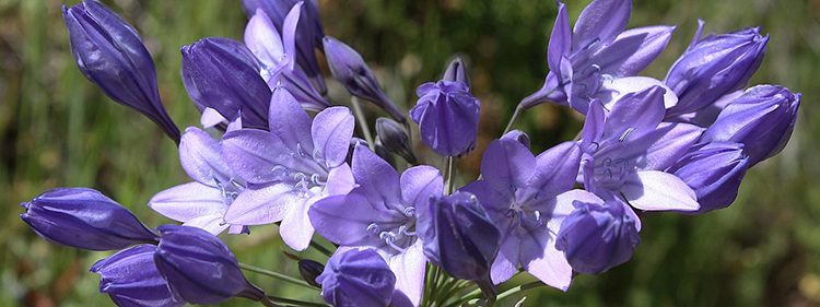 Triplet Lily