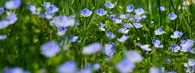 Veronica Georgia Blue