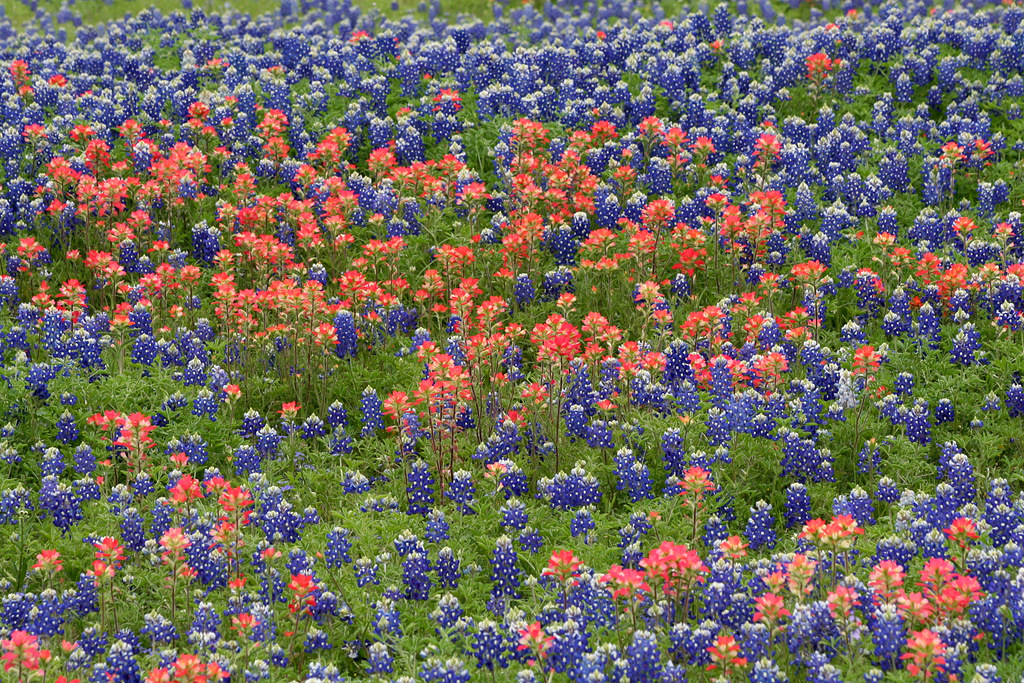 Texas wildflowers