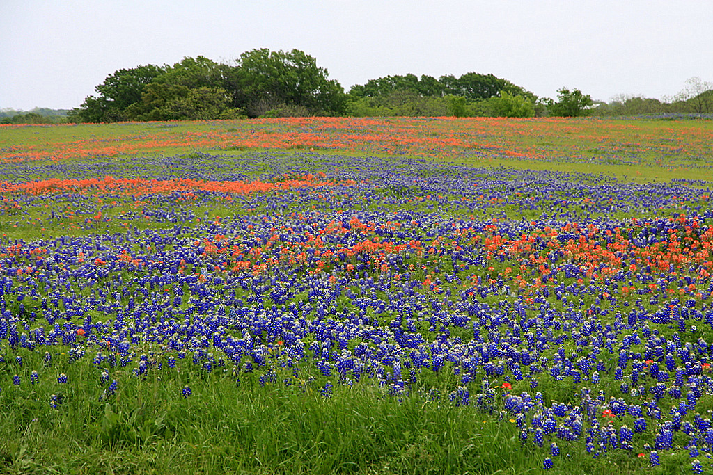 Indian Paintbrush and Bluebonnet flowers