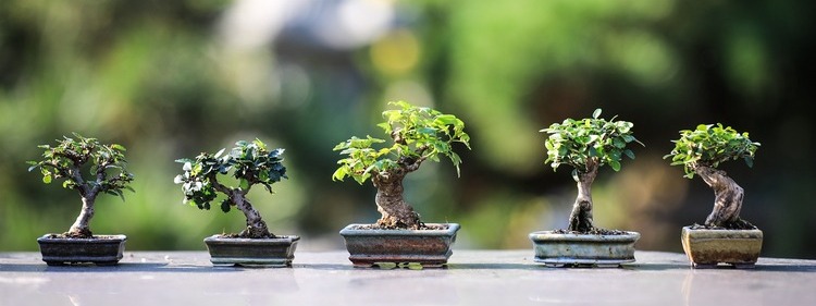 Beautiful Bonsais from the Bonsai South Nursery, Sydney