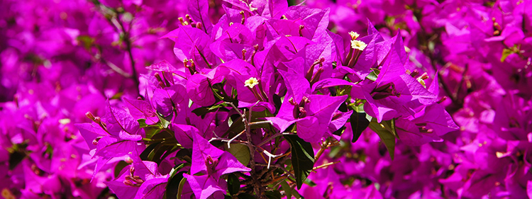 Bougainvillaeas