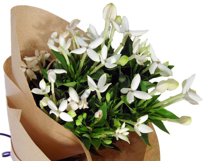 Bourvardia Flowers