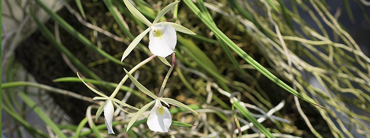 Brassavola