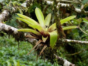 Green Bromeliad Plant