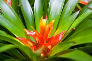 Red Bromeliad Flower