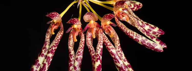 Bulbophyllum Orchid