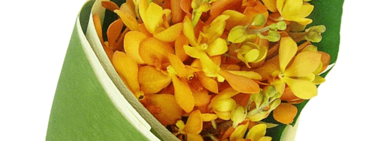 Bunch of Orange Orchids