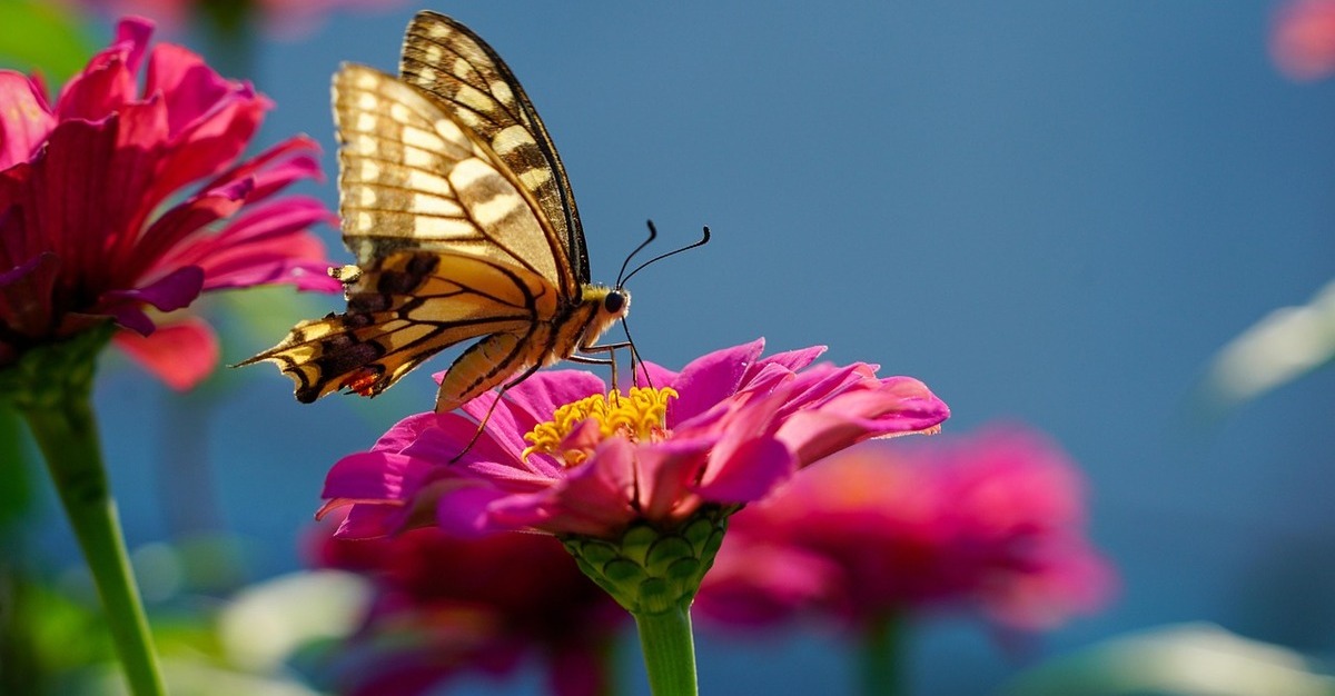 Why Insects Are Vital for Thriving and Colourful Flowers