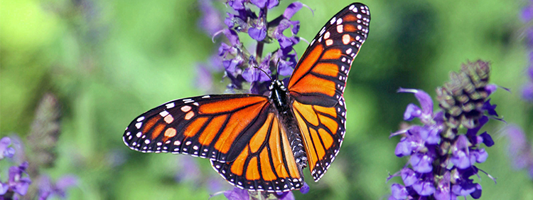 Butterfly on Lavender Flower