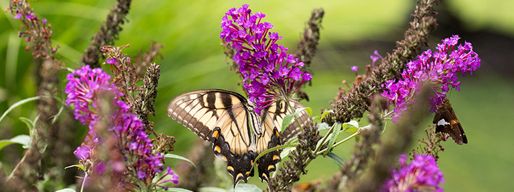 Butterfly Bush