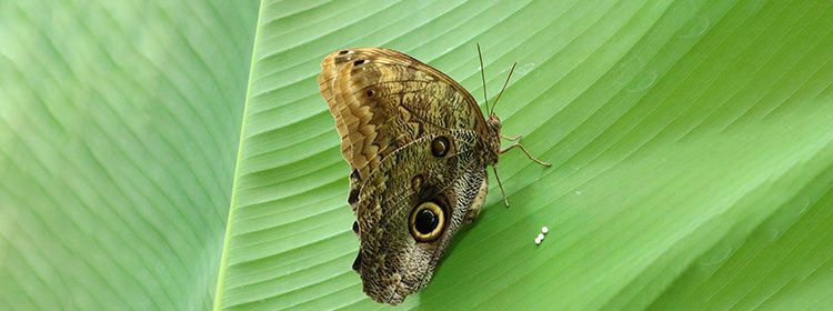 Peacock Butterfly on green leaf