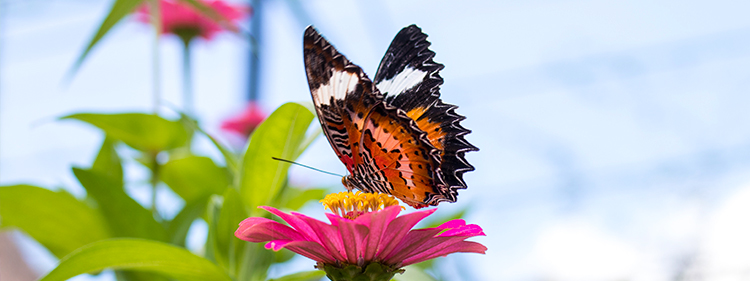 Butterfly on Pink Petaled Flower